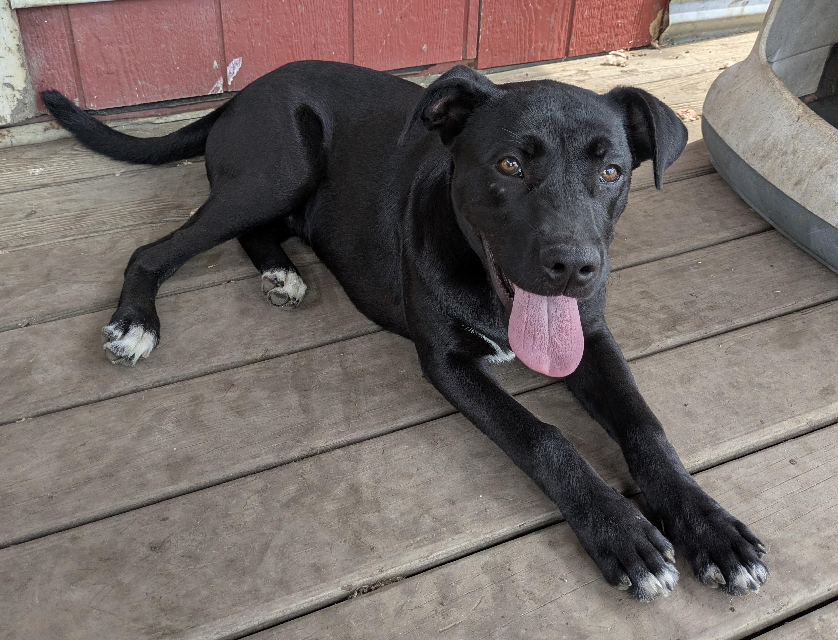ISAAC, a Adoptable mixed breed in Lebanon, TN image 5/6