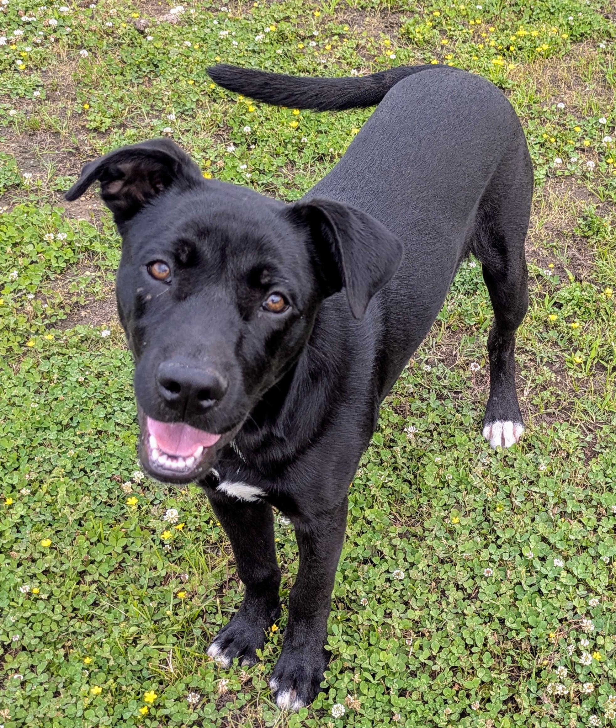 ISAAC, a Adoptable mixed breed in Lebanon, TN image 6/6