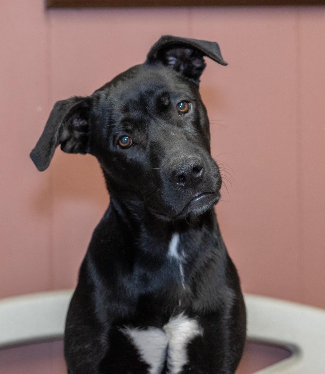 ISAAC, a Adoptable mixed breed in Lebanon, TN image 1/6