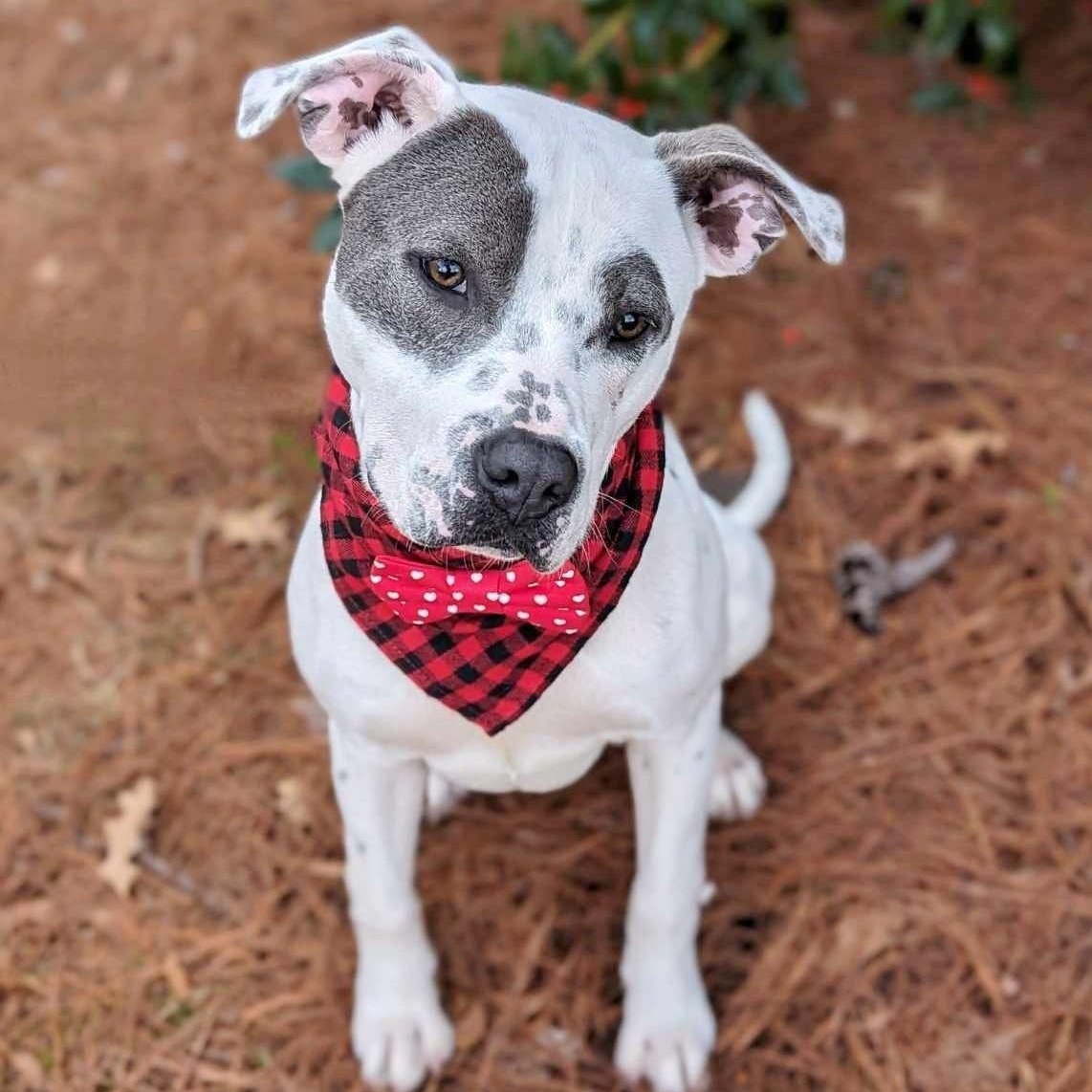 Manchas, Young Male Terrier