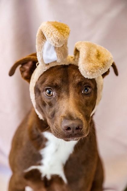 Draco, a Adoptable mixed breed in Dothan, AL image 1/2
