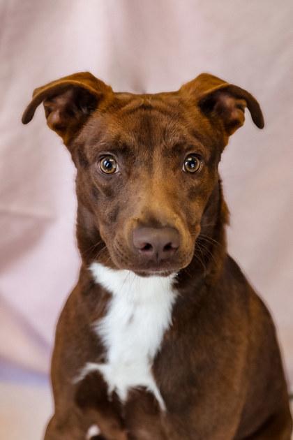 Draco, a Adoptable mixed breed in Dothan, AL image 2/2