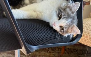 Kelly — a soft, snuggly sweetheart with a playful spirit!