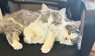 Kelly — a soft, snuggly sweetheart with a playful spirit!