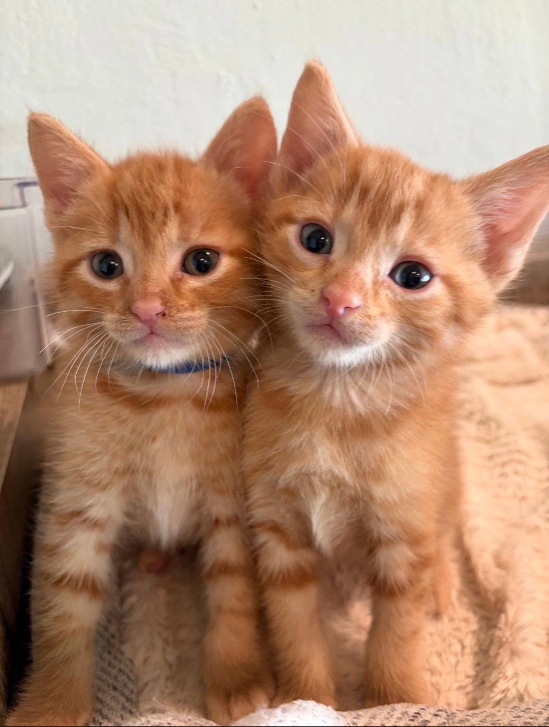 Archie, Adoptable, Kitten Male Tabby & Domestic Short Hair.