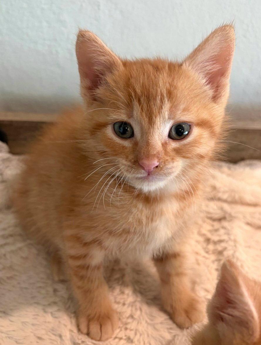 Enlarge Archie, a Adoptable mixed breed in Campbell, CA image 2/3