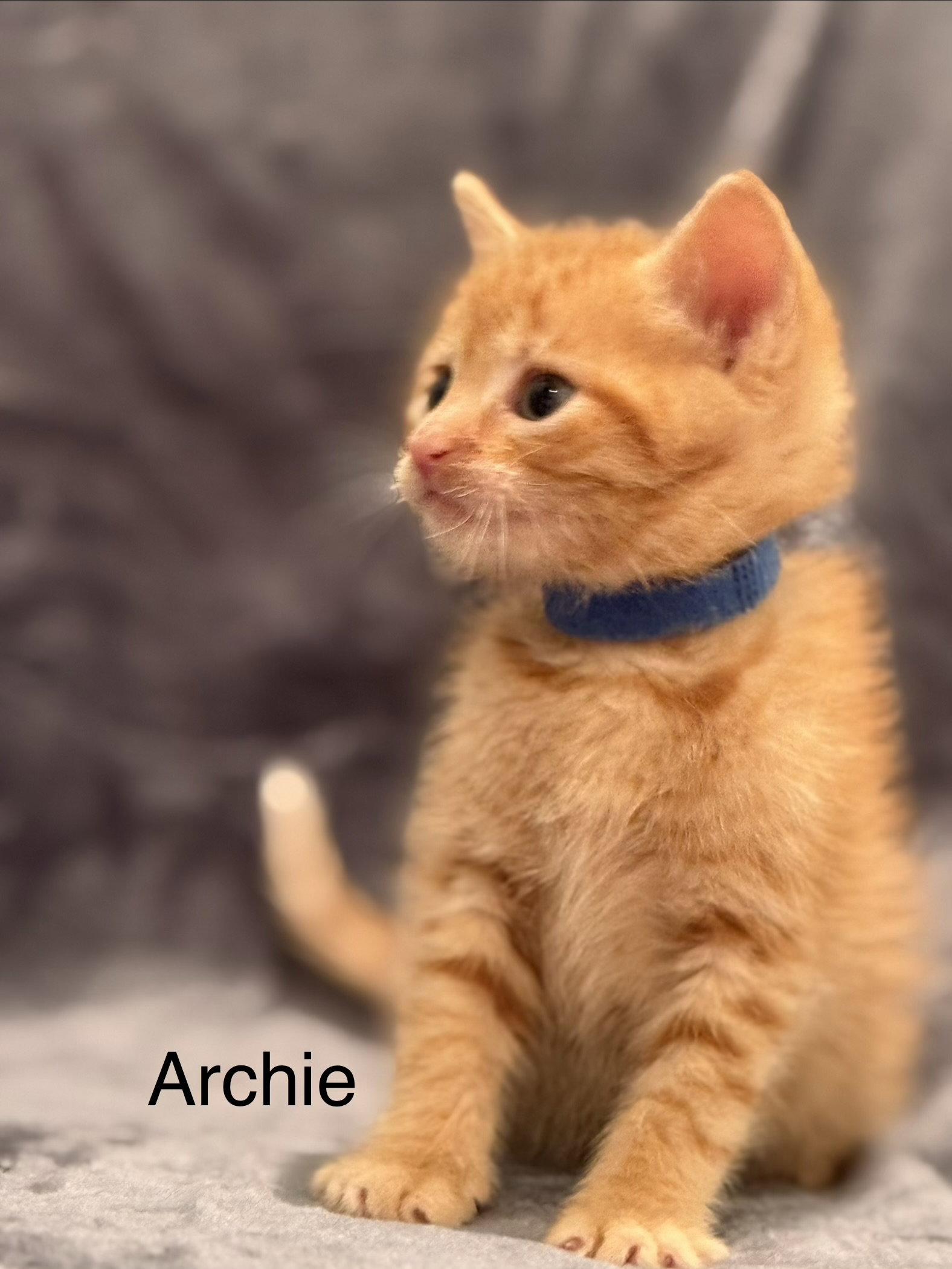 Enlarge Archie, a Adoptable mixed breed in Campbell, CA image 3/3