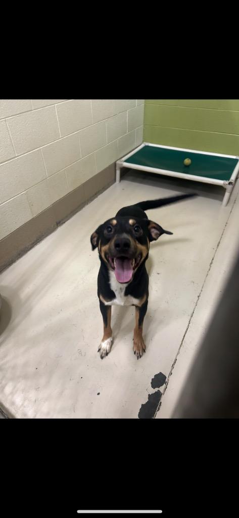 Pluto, a Adoptable mixed breed in Johnson City, TN image 1/2