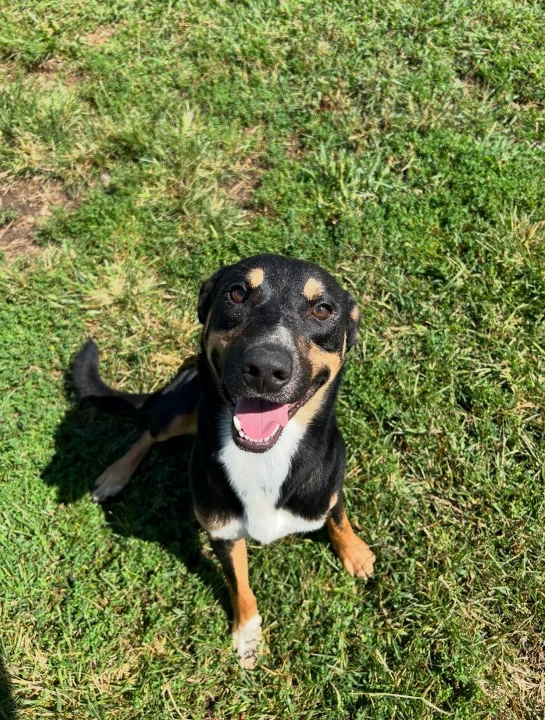 Pluto, a Adoptable mixed breed in Johnson City, TN image 2/2