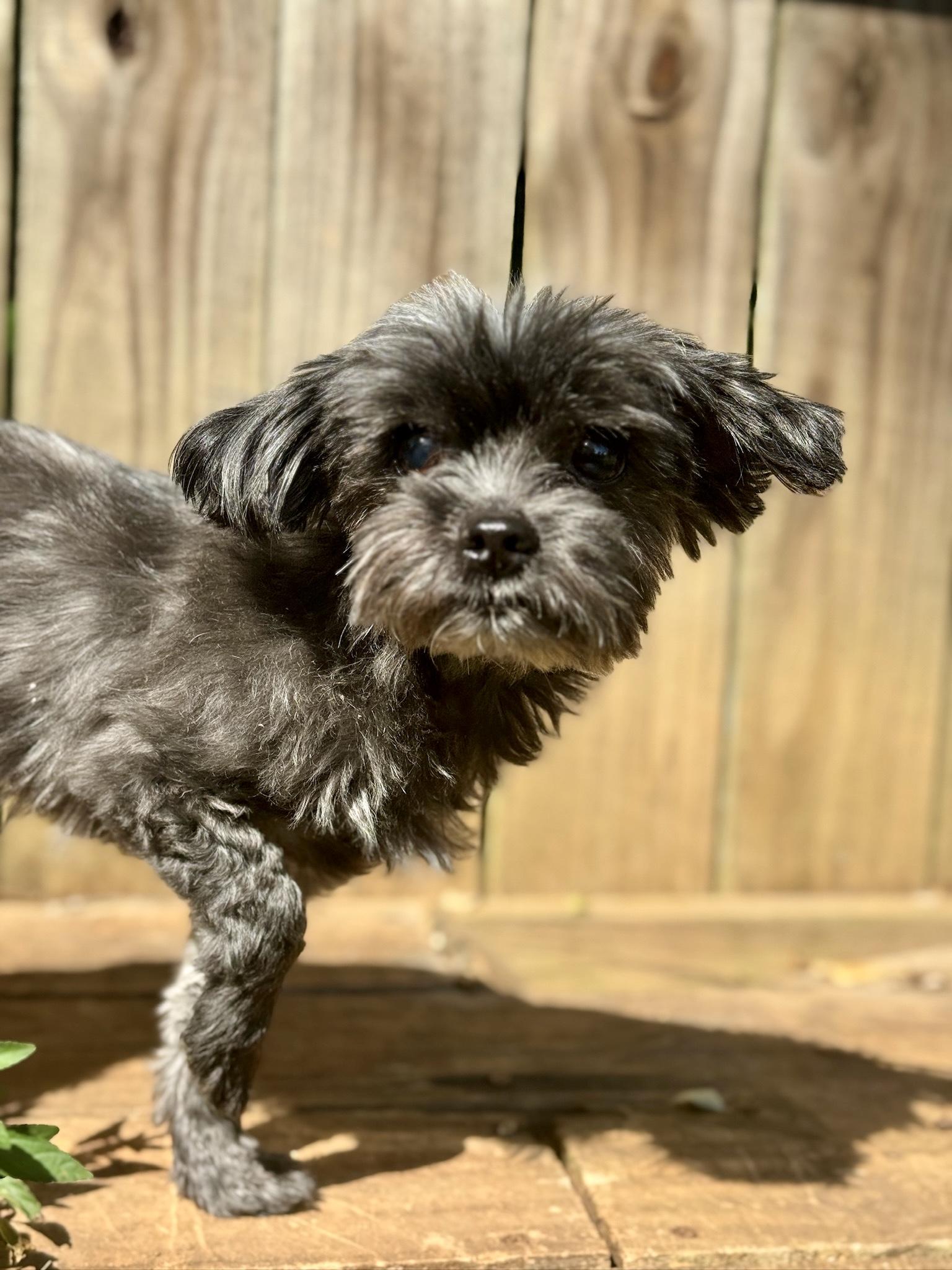 Enlarge Annatto, a Adoptable mixed breed in Atlanta, GA image 3/3