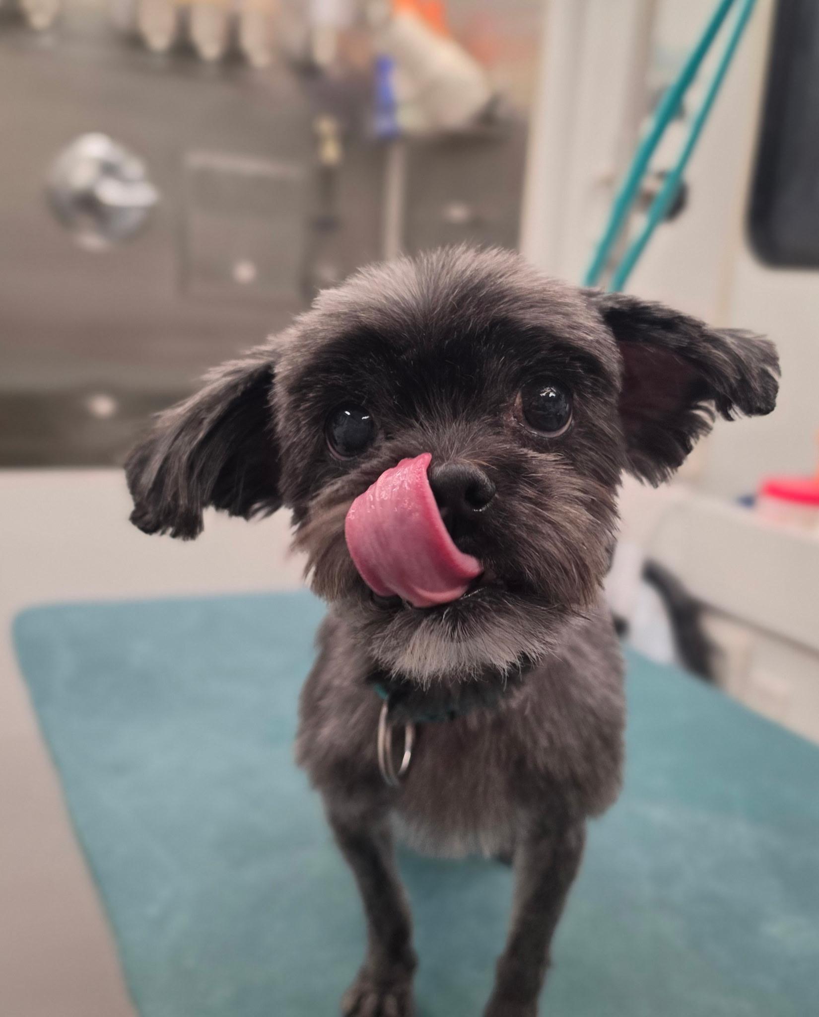 Enlarge Annatto, a Adoptable mixed breed in Atlanta, GA image 2/3