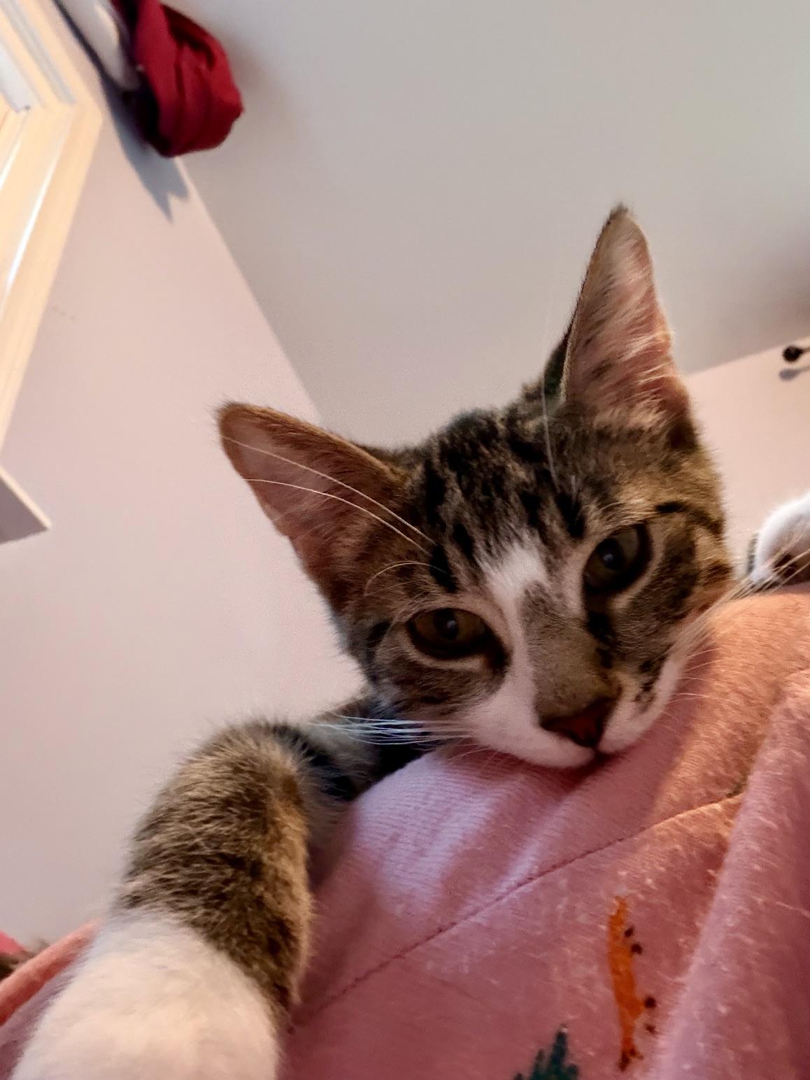 Enlarge Maximus, a Adoptable Domestic Short Hair in Sterling Heights, MI image 2/2
