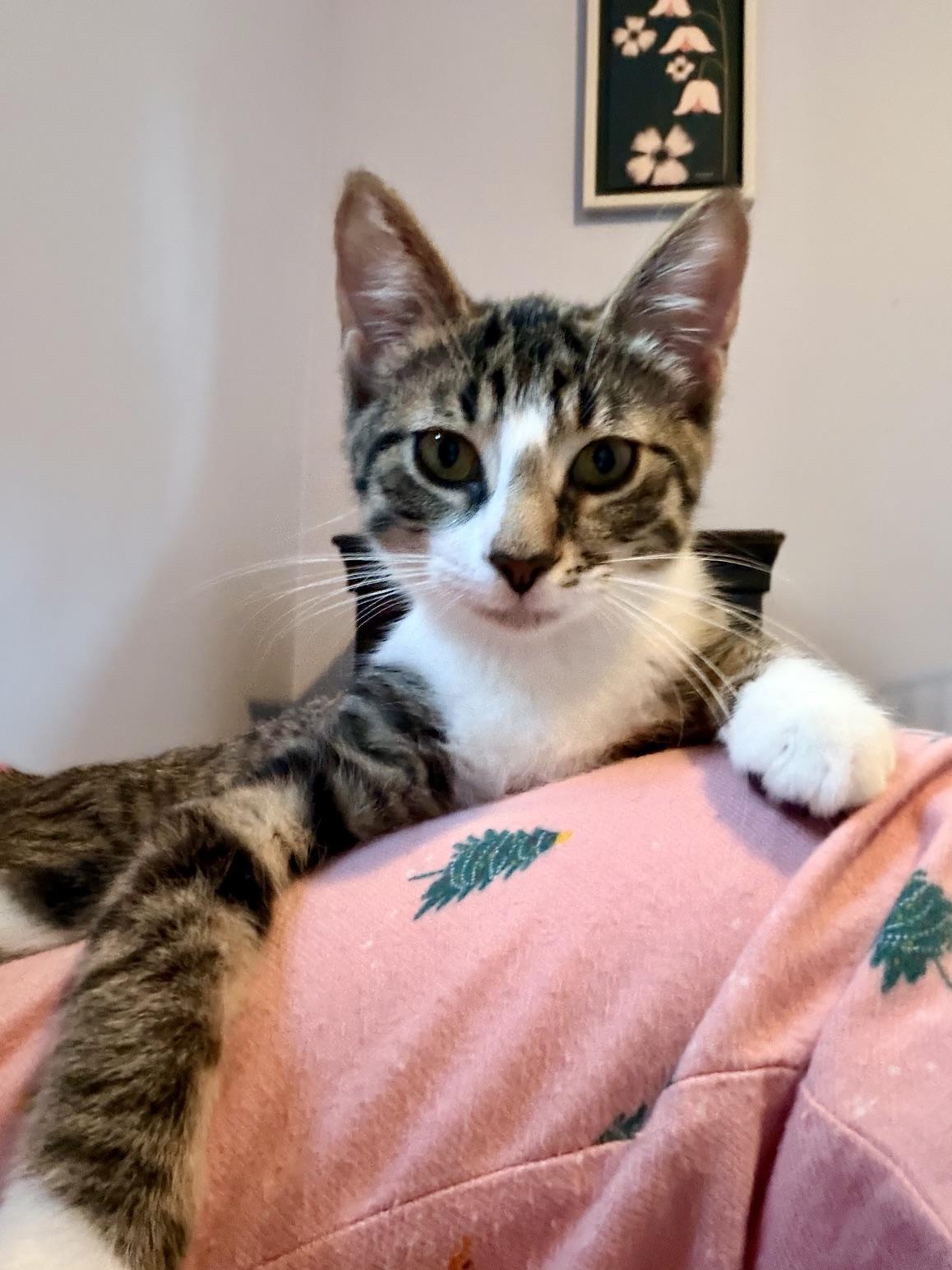 Maximus, Adoptable, Kitten Male Domestic Short Hair.