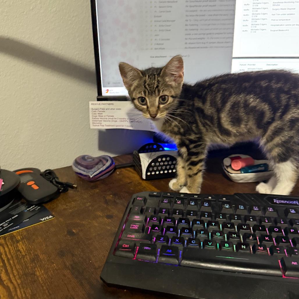 Cherry, a Adoptable Domestic Short Hair in Ferndale, WA image 1/4