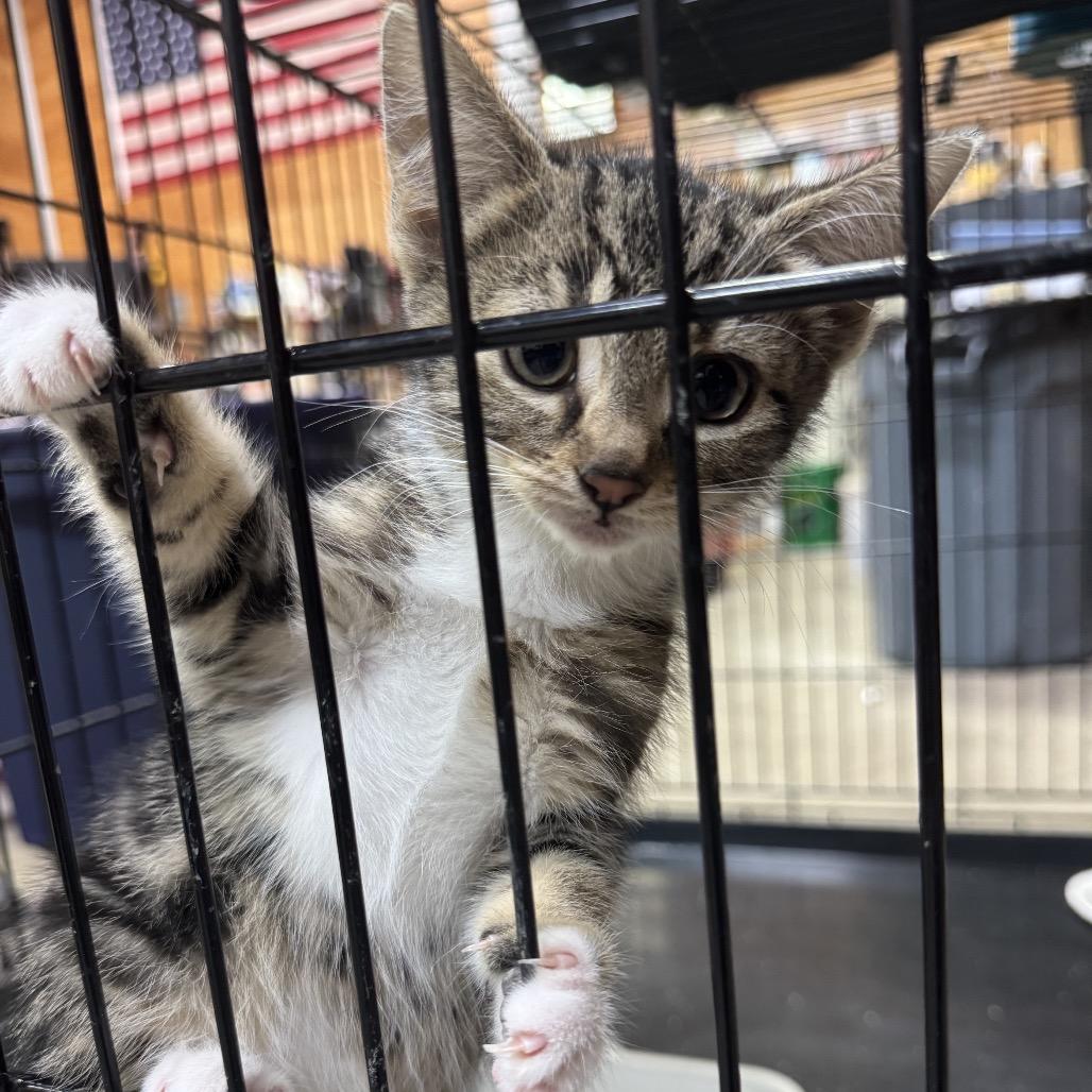 Cherry, a Adoptable Domestic Short Hair in Ferndale, WA image 2/4