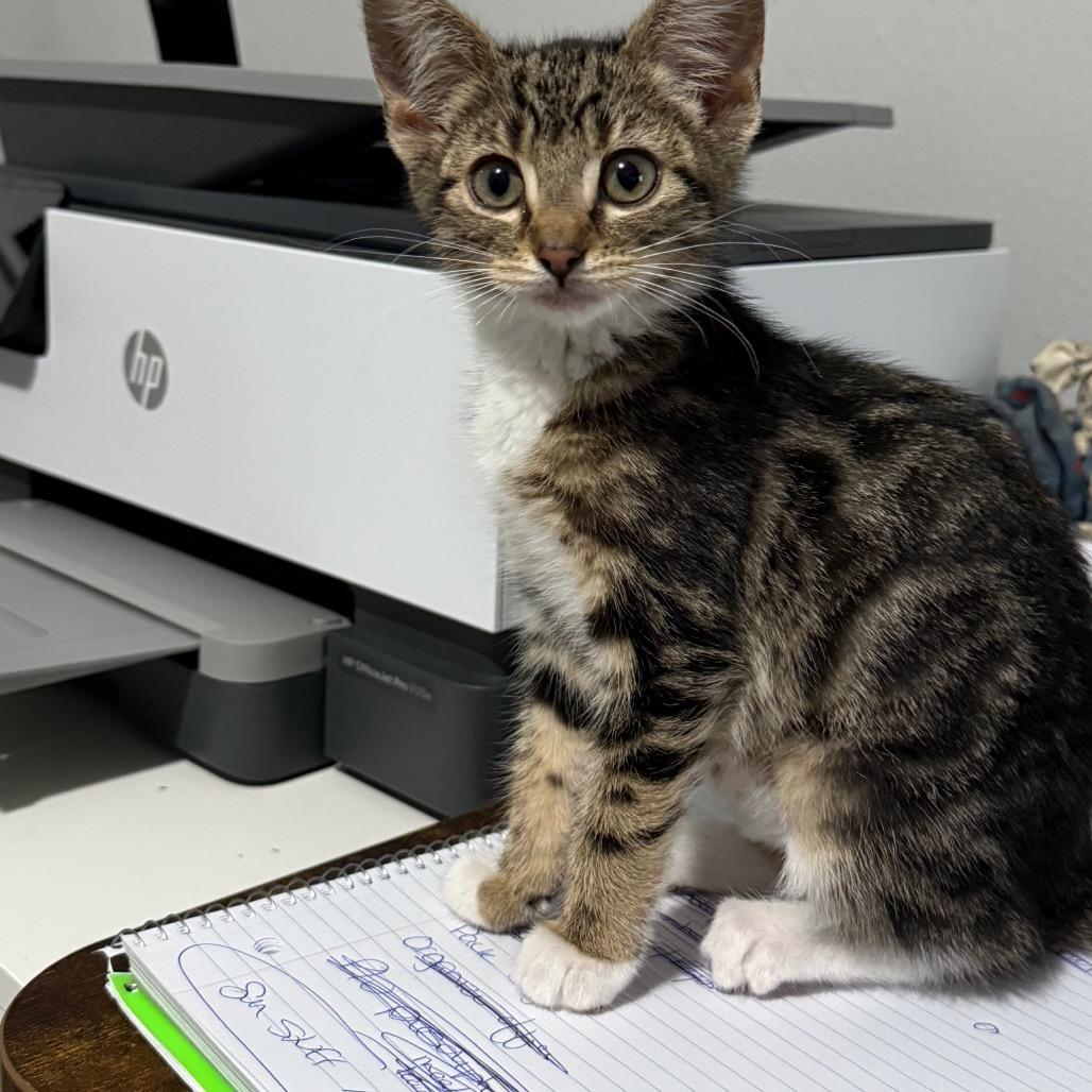 Cherry, a Adoptable Domestic Short Hair in Ferndale, WA image 3/4