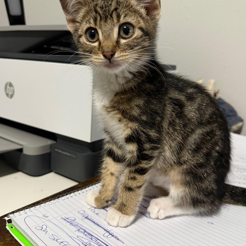 Cherry, a Adoptable Domestic Short Hair in Ferndale, WA image 4/4