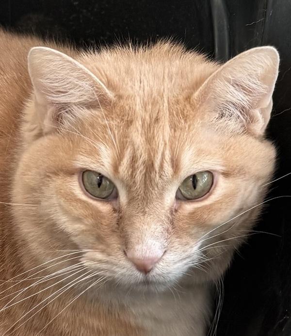 Luke, Adoptable, Adult Male Domestic Short Hair.