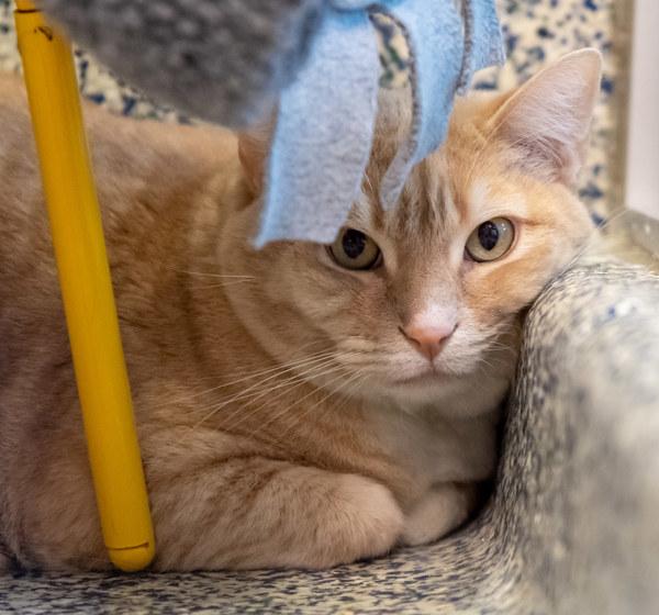 Enlarge Luke, a Adoptable mixed breed in Golden, CO image 3/5