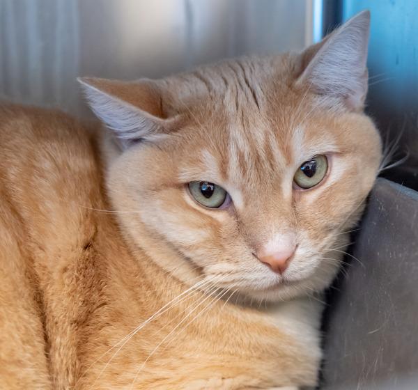 Enlarge Luke, a Adoptable mixed breed in Golden, CO image 5/5