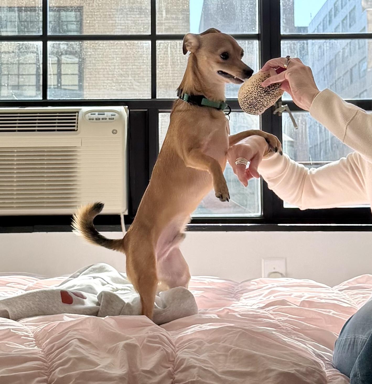 Enlarge Bubba, a Adoptable mixed breed in Brooklyn, NY image 3/6