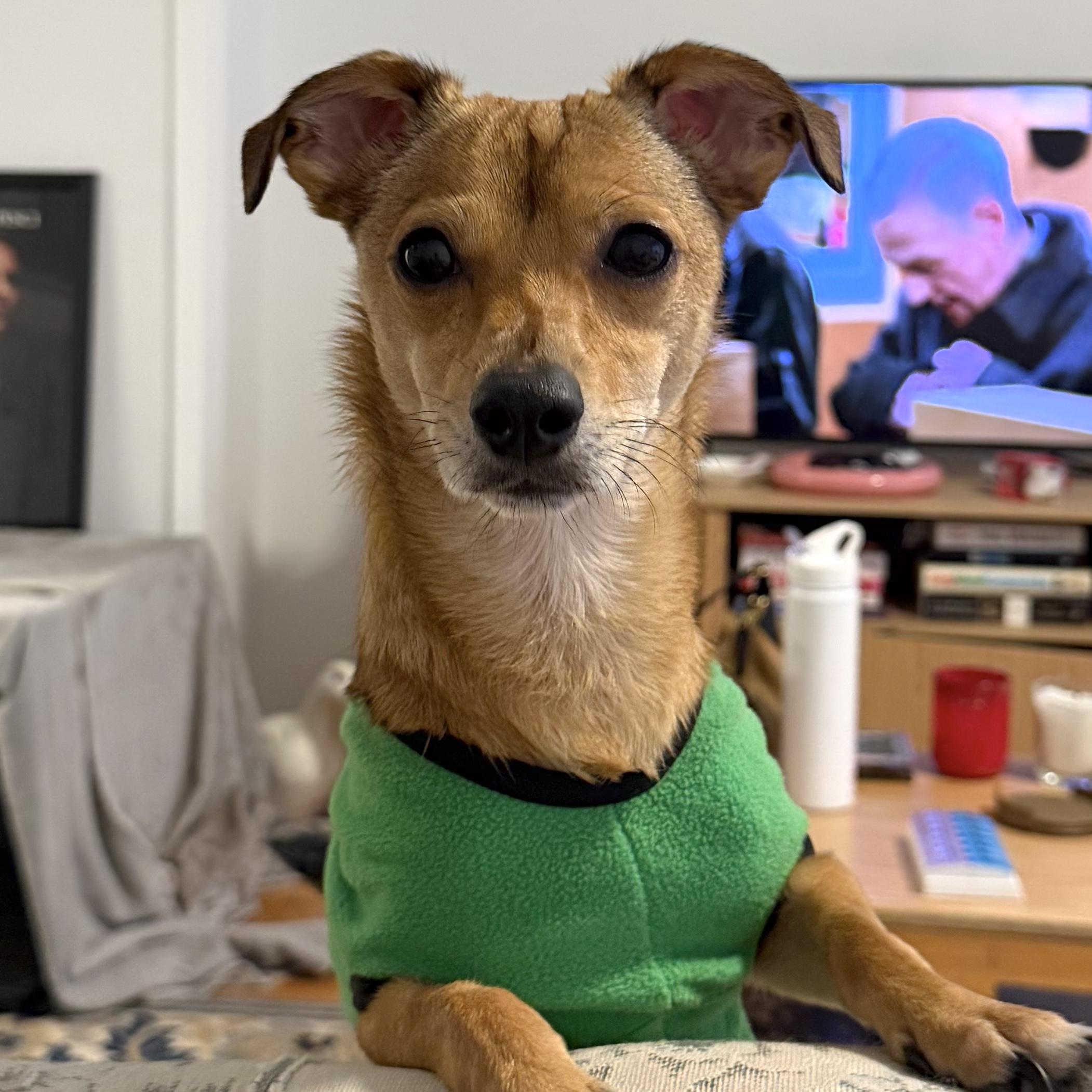 Enlarge Bubba, a Adoptable mixed breed in Brooklyn, NY image 1/6