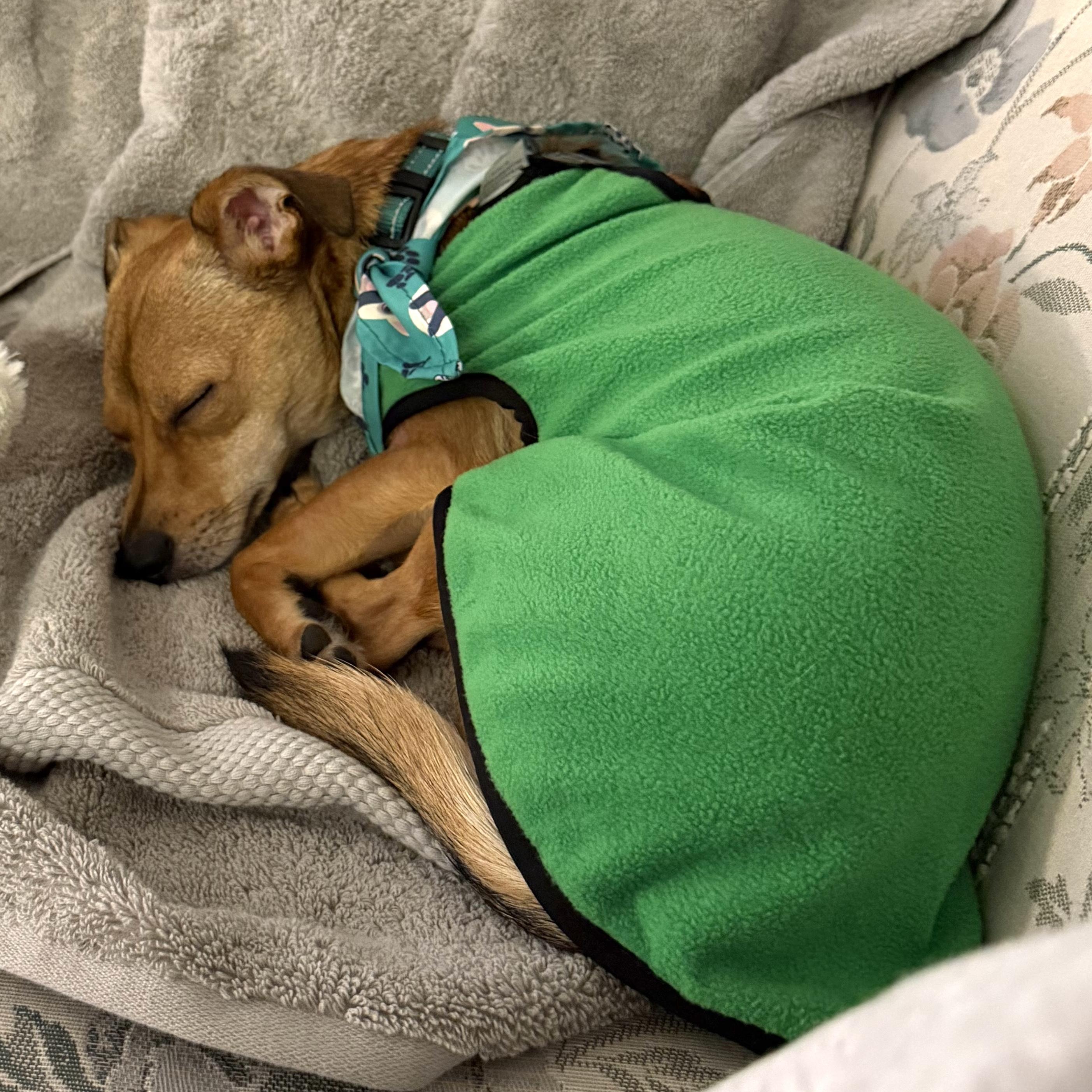 Enlarge Bubba, a Adoptable mixed breed in Brooklyn, NY image 5/6