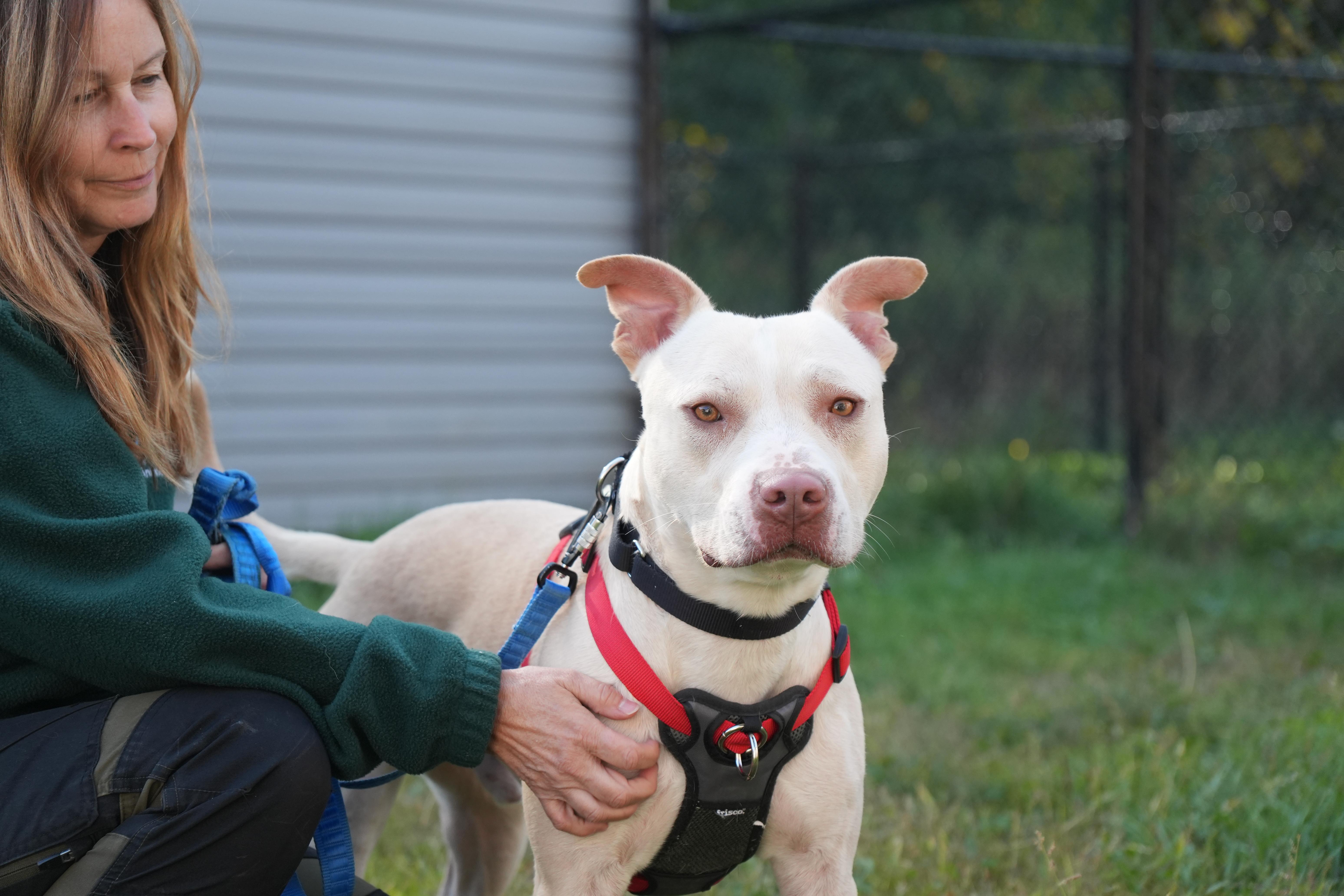 Douglas, Adoptable, Adult Male Pit Bull Terrier.
