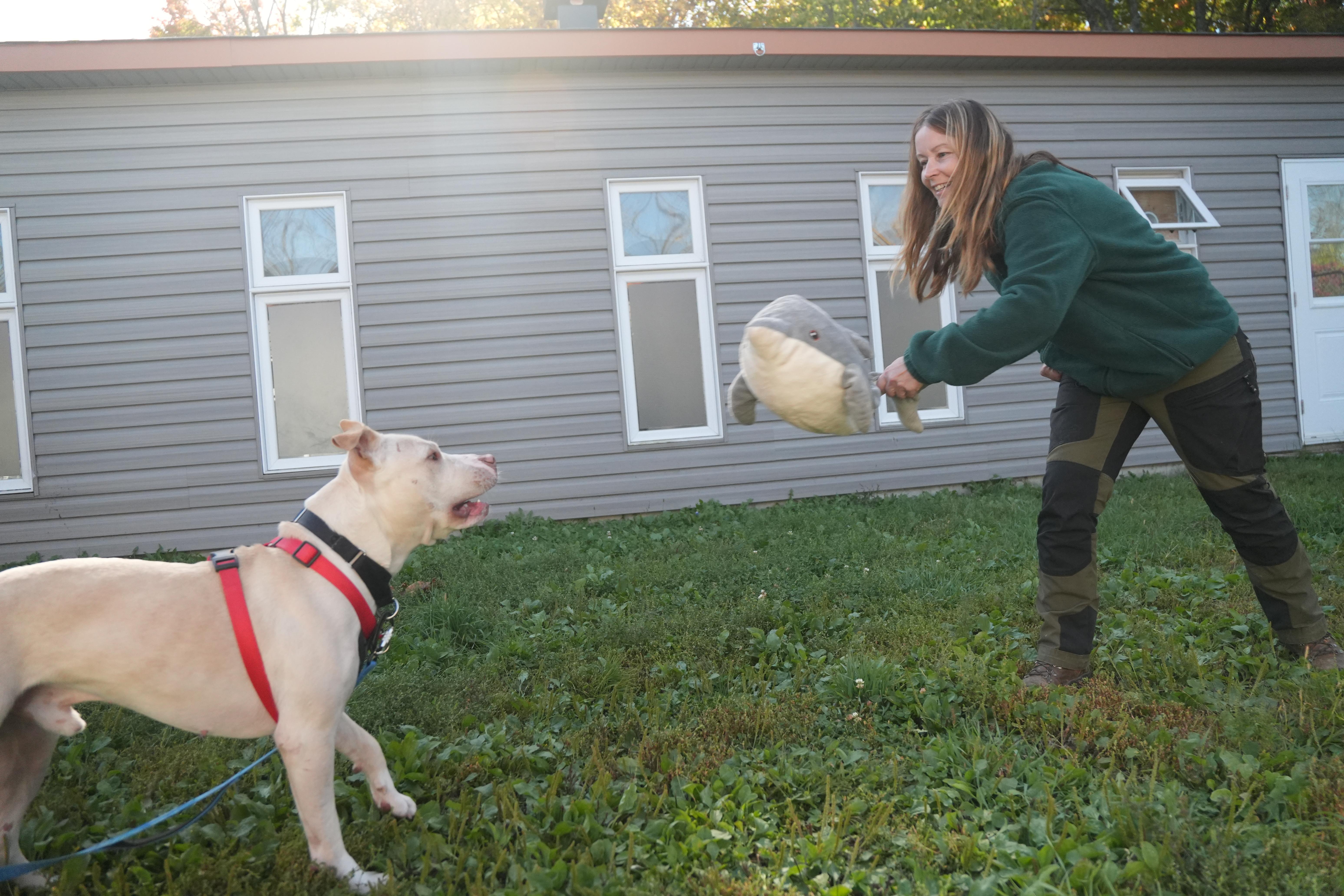 Enlarge Douglas, a Adoptable mixed breed in Montreal, QC image 2/4