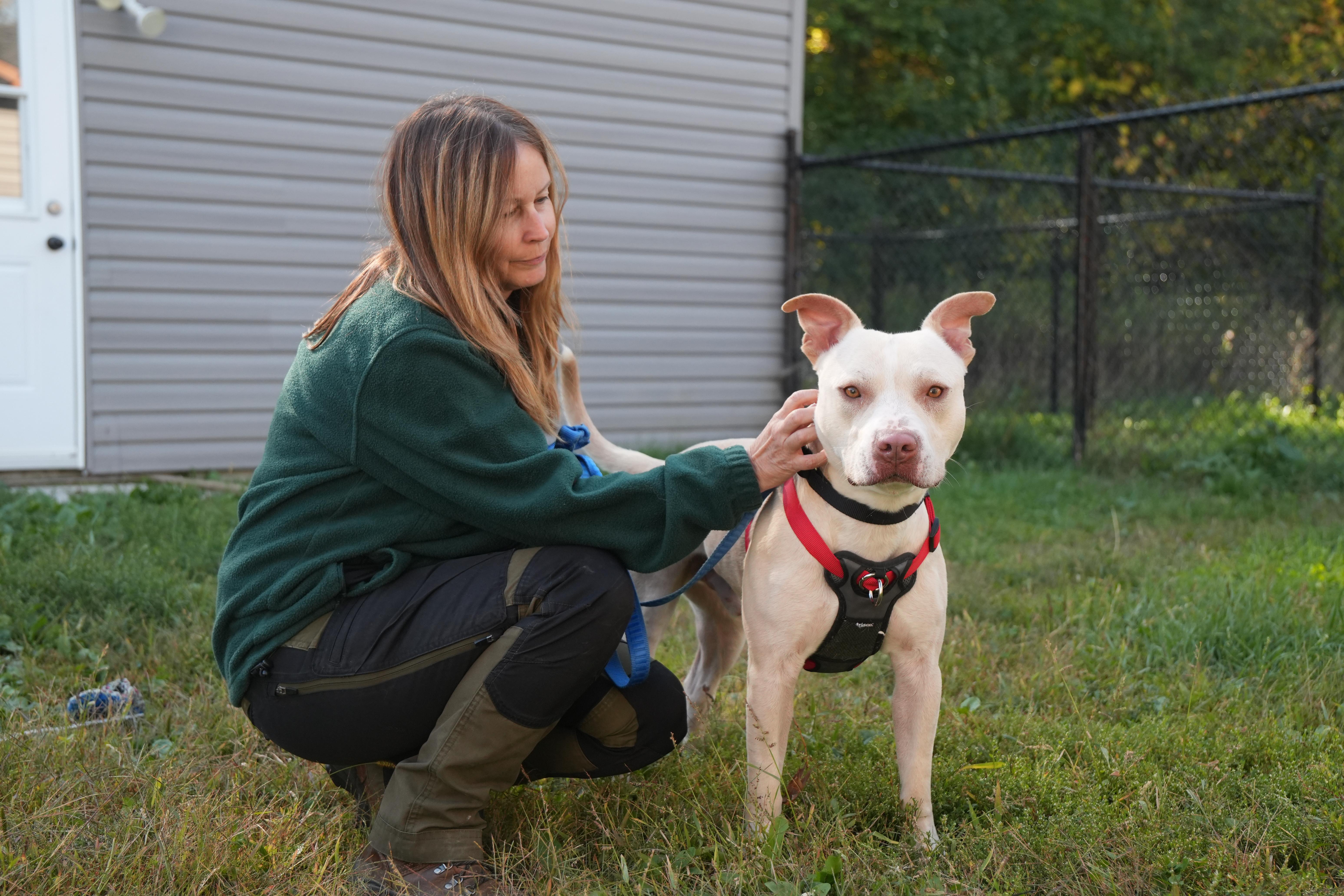 Enlarge Douglas, a Adoptable mixed breed in Montreal, QC image 3/4