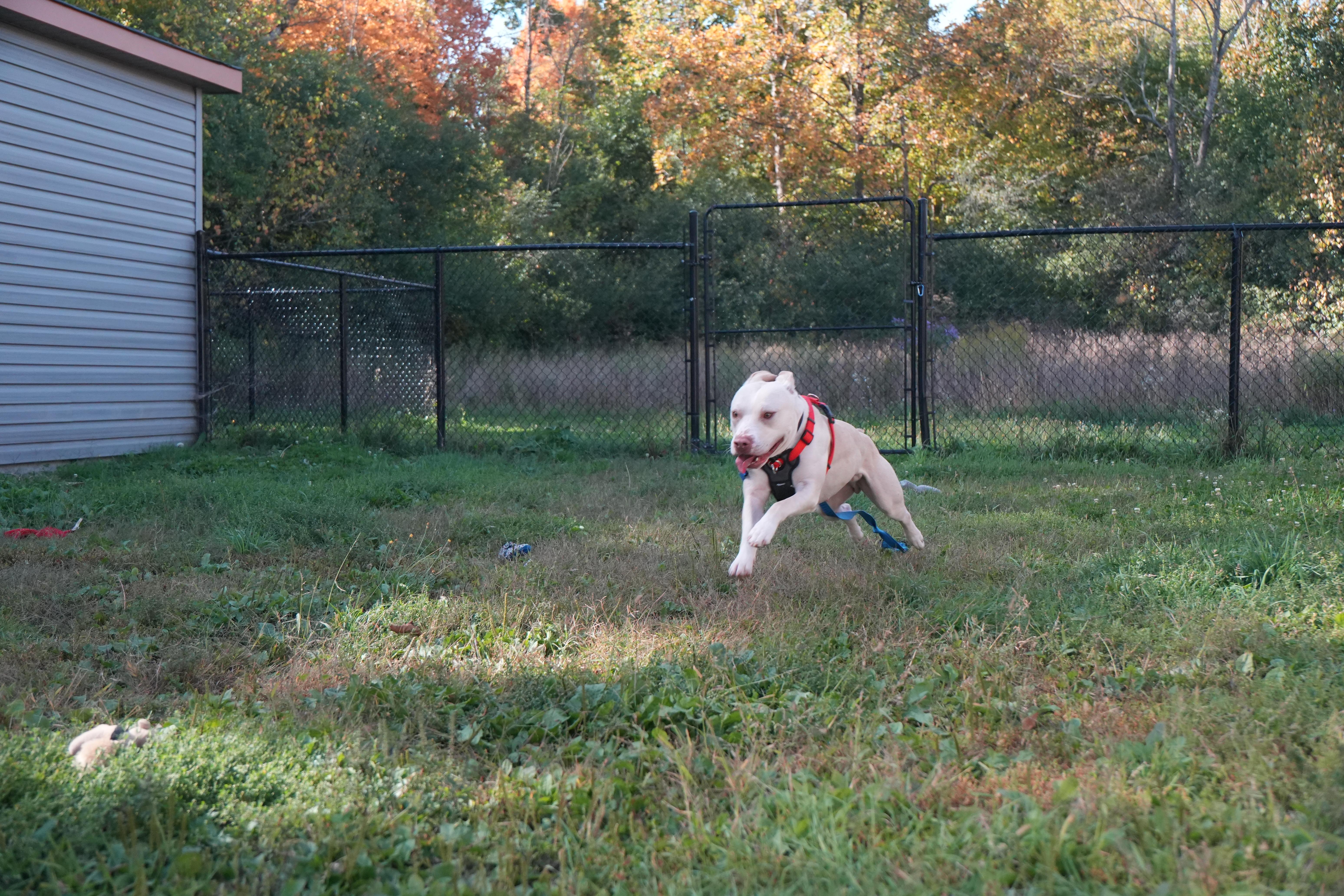 Enlarge Douglas, a Adoptable mixed breed in Montreal, QC image 4/4