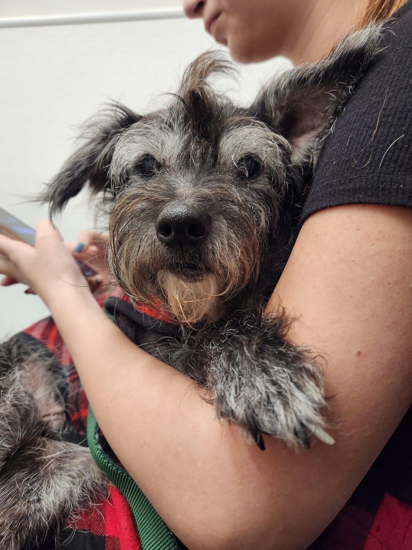 Enlarge Georgie, a Adopted mixed breed in Charlotte, NC image 2/6