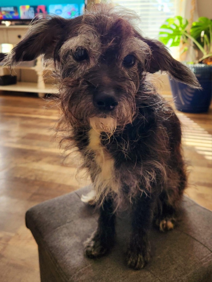 Enlarge Georgie, a Adopted mixed breed in Charlotte, NC image 4/6