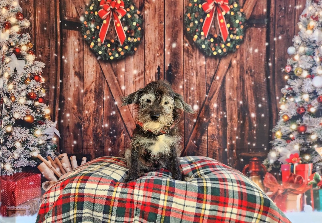 Enlarge Georgie, a Adopted mixed breed in Charlotte, NC image 5/6