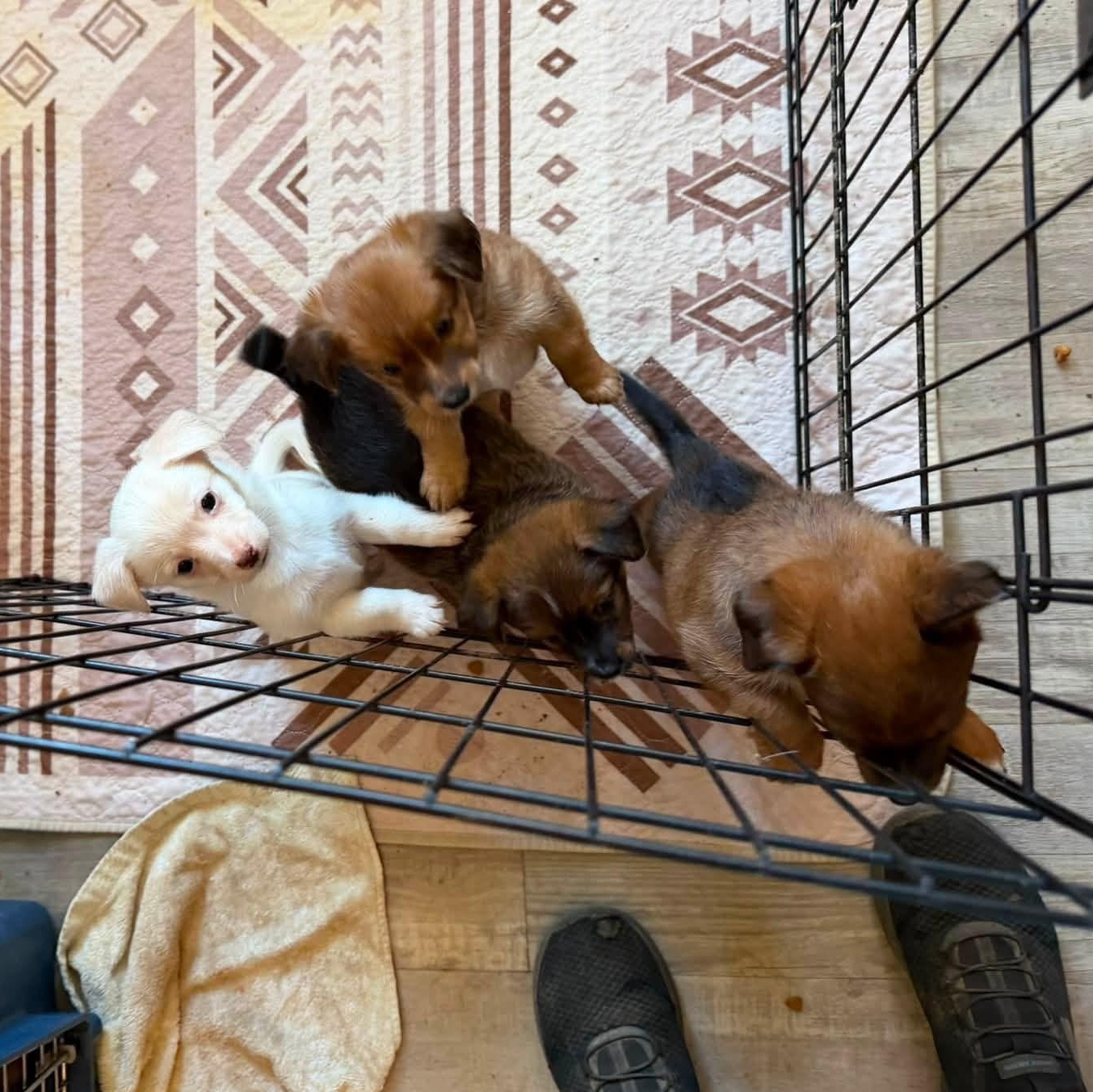 Enlarge Nanette, an adopted mixed breed in Agua Dulce, CA image 3/4