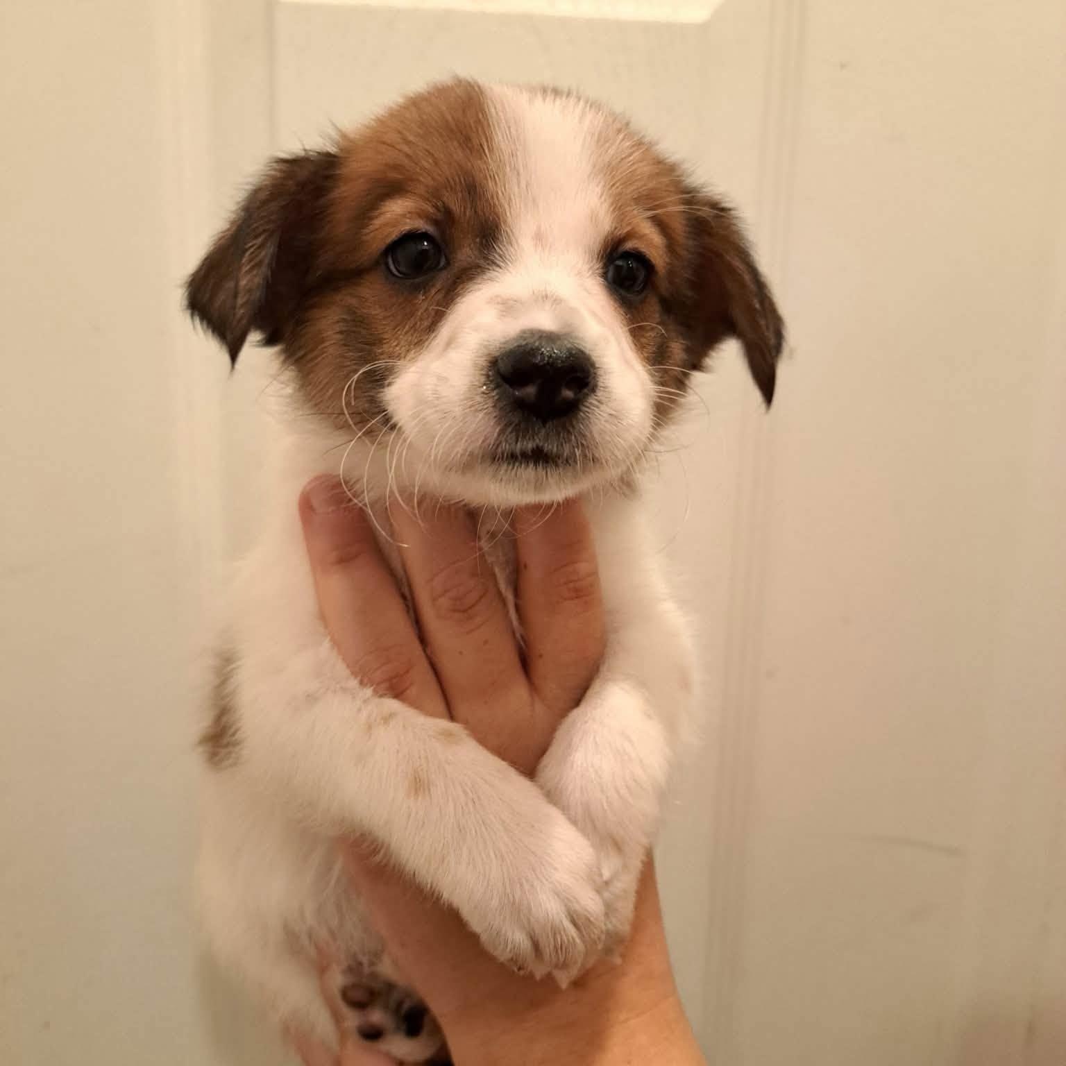 Nanette, adopted, Puppy Female Spaniel & Australian Shepherd.