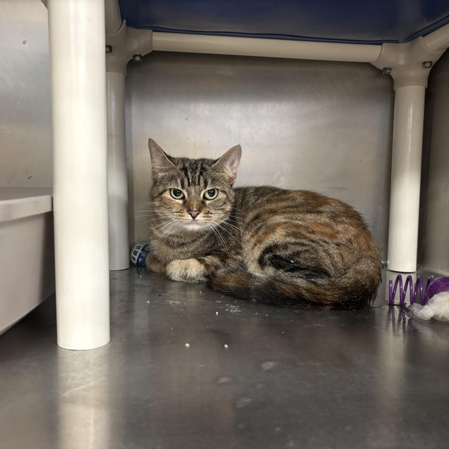 Paprika, Adopted, Adult Female Domestic Short Hair.
