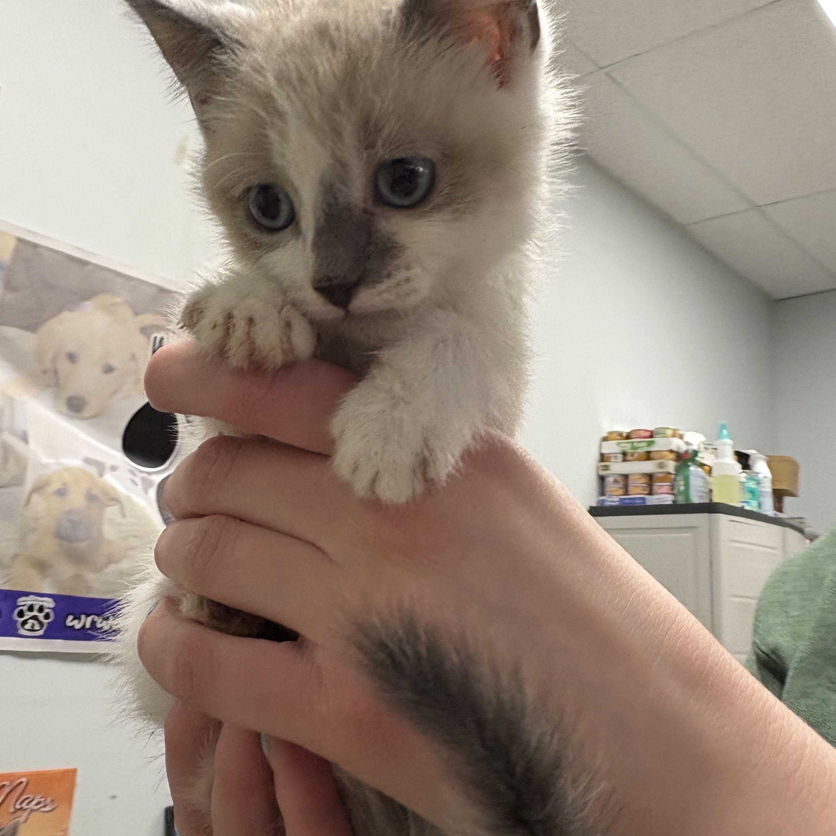 Enlarge Lots of Kittens ! Petsmart in Wayne , a ADOPTABLE Domestic Short Hair in Wayne , NJ image 4/4