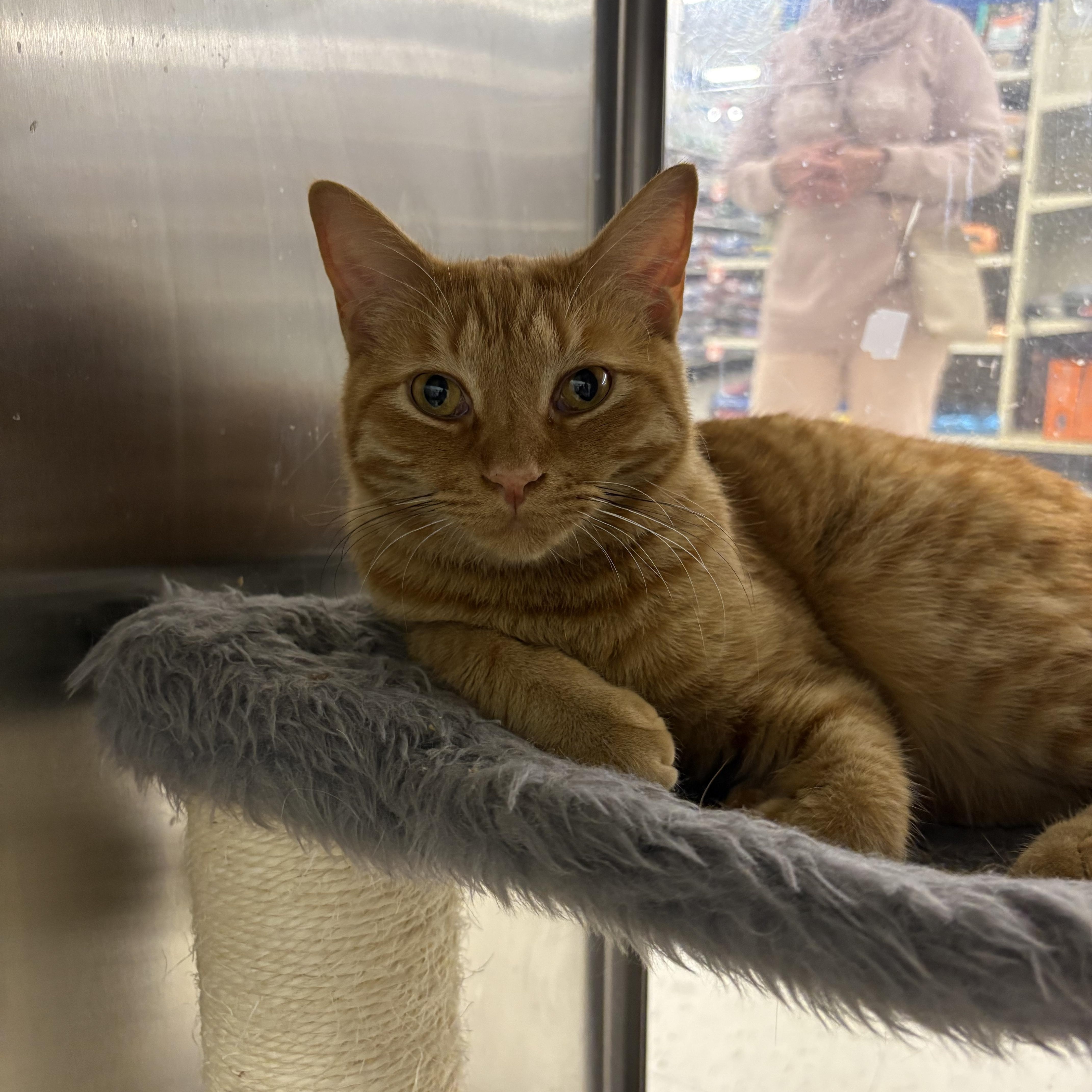 Enlarge Lots of Kittens ! Petsmart in Wayne , a ADOPTABLE Domestic Short Hair in Wayne , NJ image 2/4