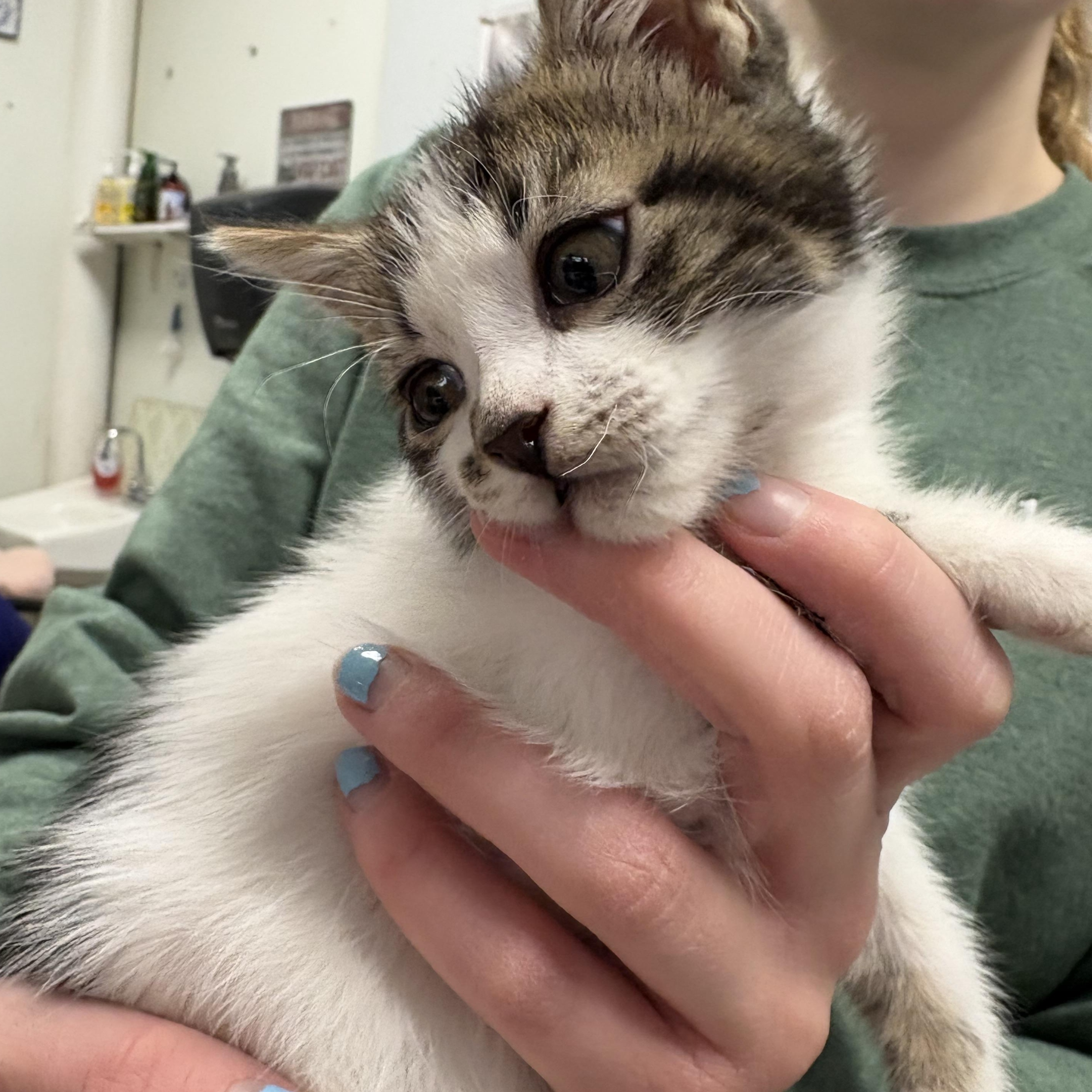 Enlarge Lots of Kittens ! Petsmart in Wayne , a ADOPTABLE Domestic Short Hair in Wayne , NJ image 3/4