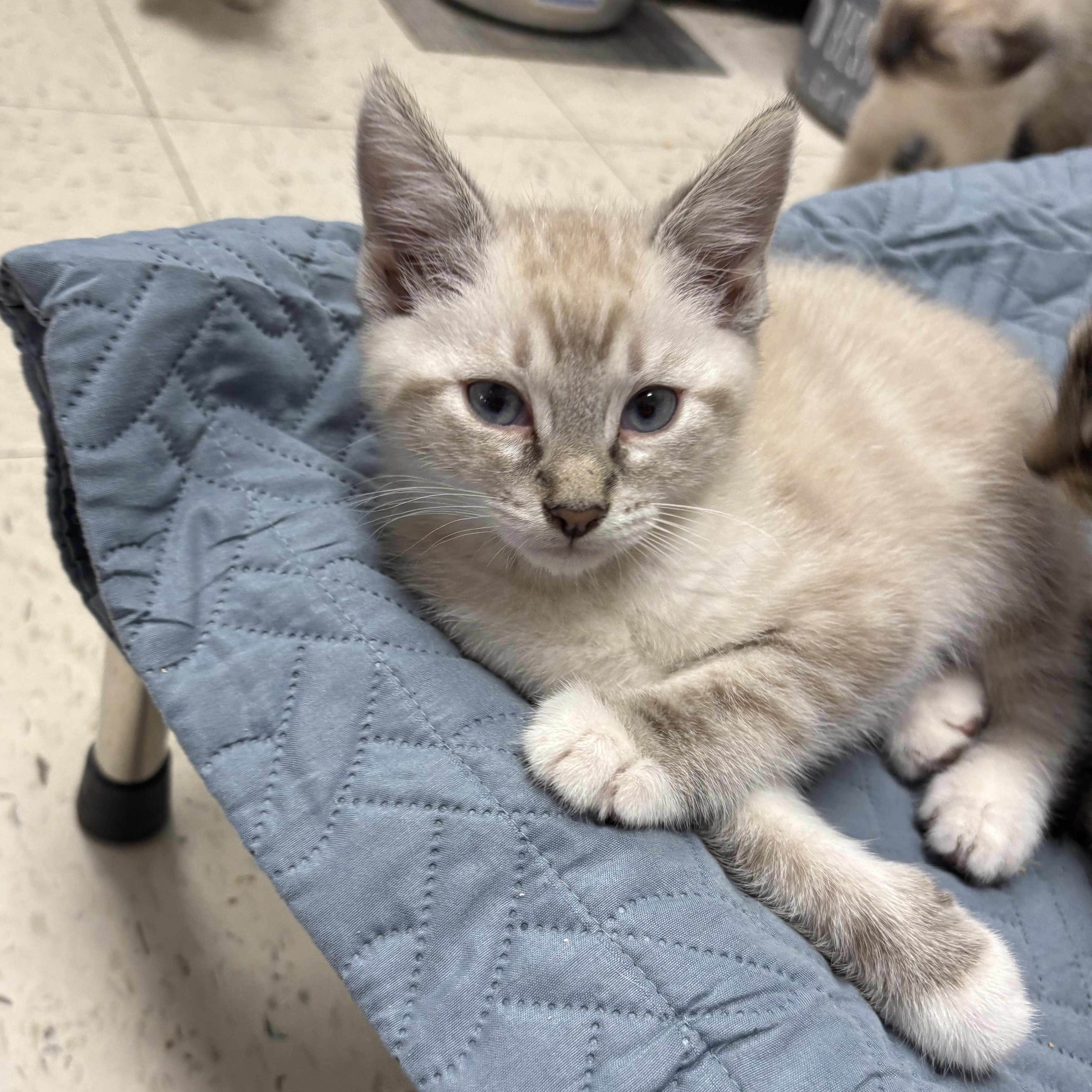 Lots of Kittens ! Petsmart in Wayne , ADOPTABLE, Kitten Male Domestic Short Hair.