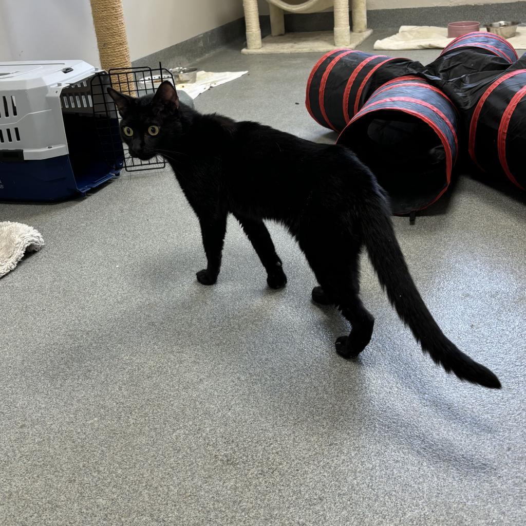 Ollie, Adoptable, Adult Male Domestic Short Hair.