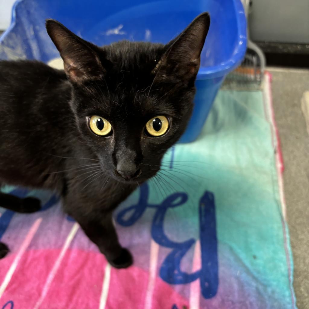 Enlarge Ollie, a Adoptable Domestic Short Hair in Gainesville, FL image 2/4