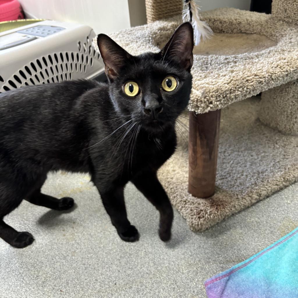 Enlarge Ollie, a Adoptable Domestic Short Hair in Gainesville, FL image 3/4