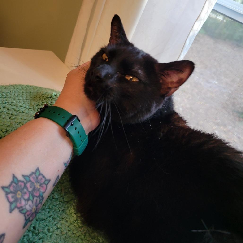 Enlarge Ollie, a Adoptable Domestic Short Hair in Gainesville, FL image 4/4