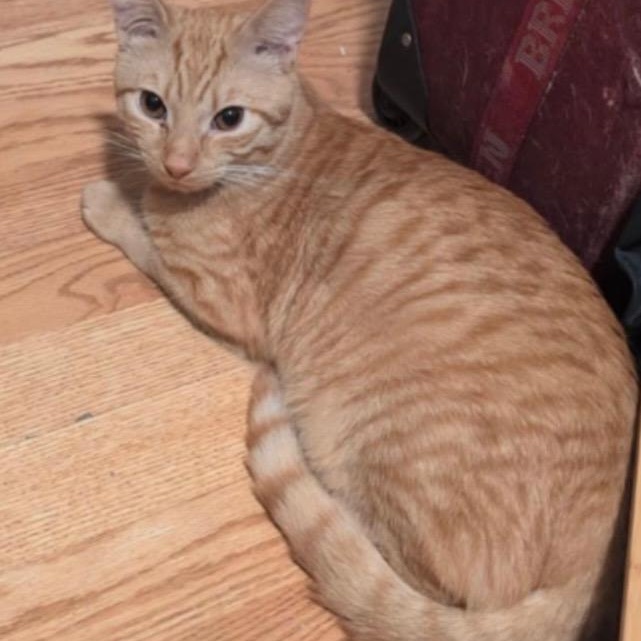 Enlarge Oat, a ADOPTABLE mixed breed in Bayonne, NJ image 1/2