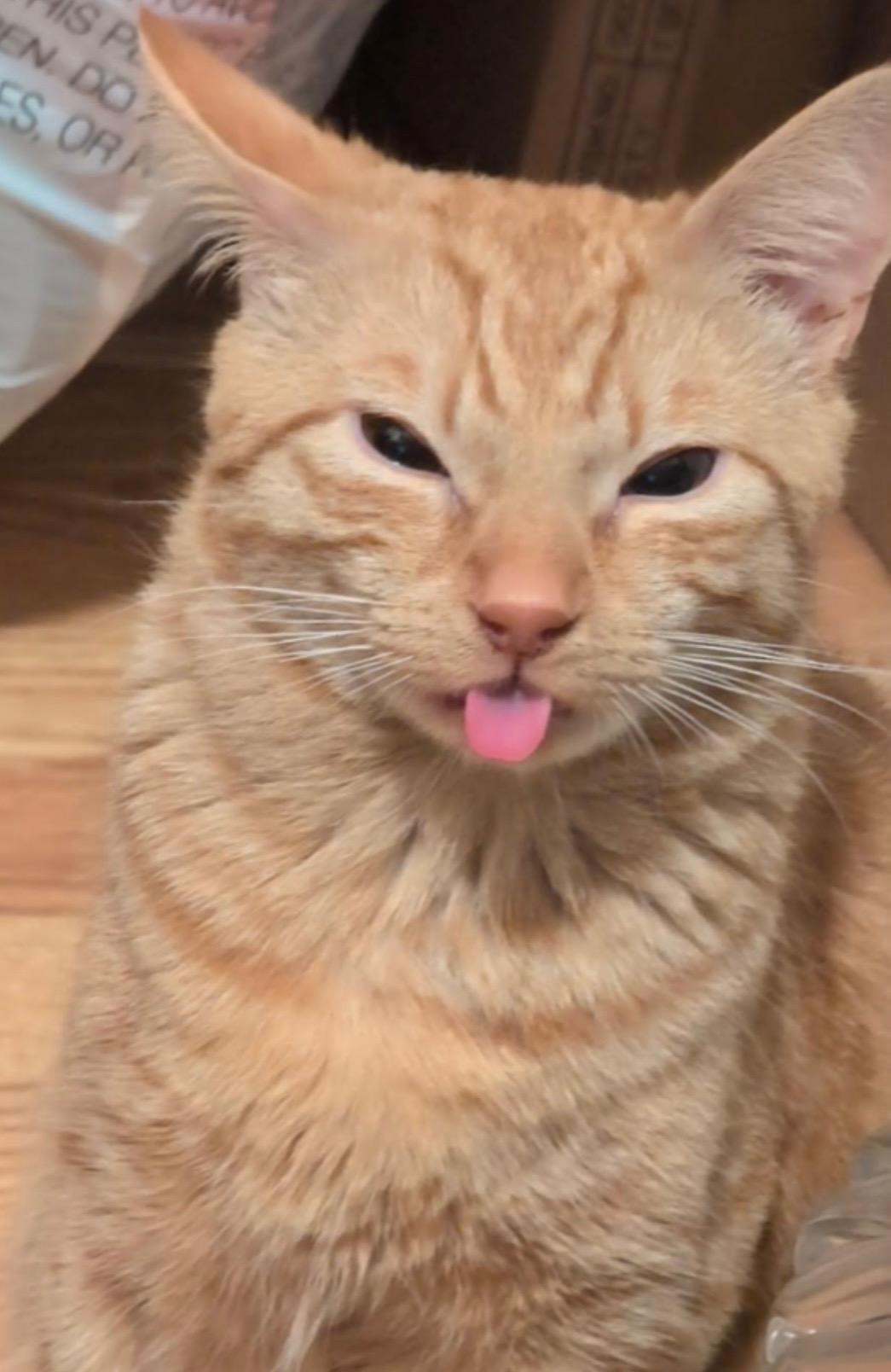 Enlarge Oat, a ADOPTABLE mixed breed in Bayonne, NJ image 2/2