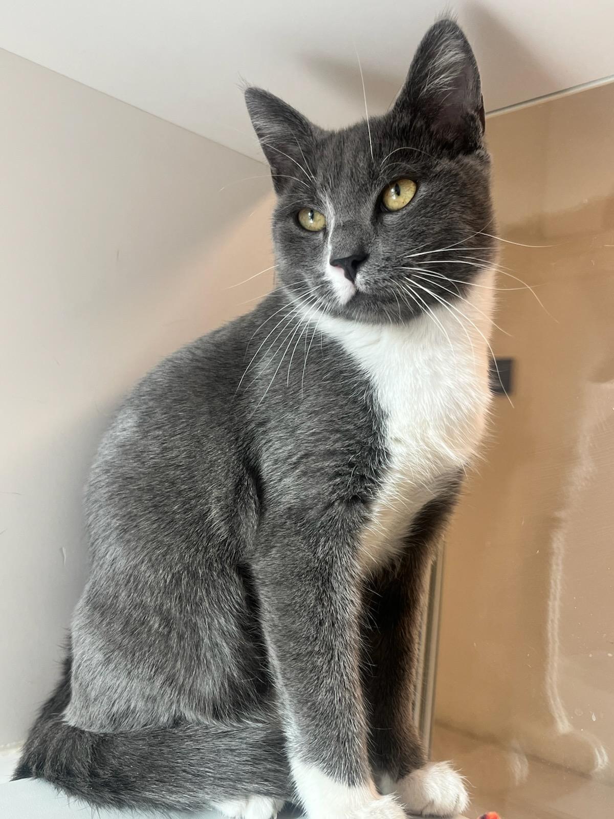 Enlarge Xpo (ID 48845/3425), a Adoptable Domestic Short Hair in Manassas, VA image 1/1