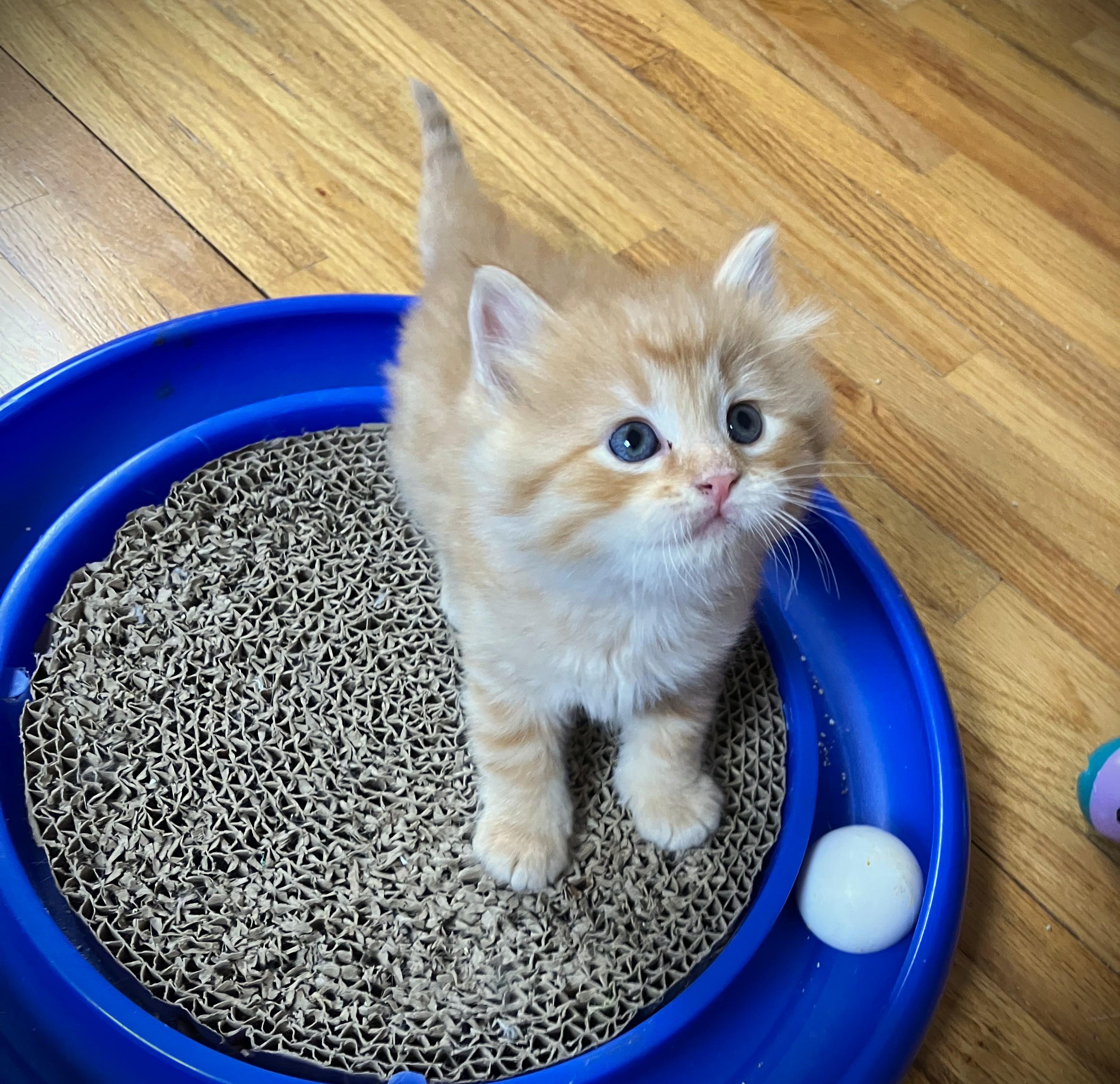 THOMAS-pending, a ADOPTABLE Domestic Long Hair in Mankato, MN image 3/4