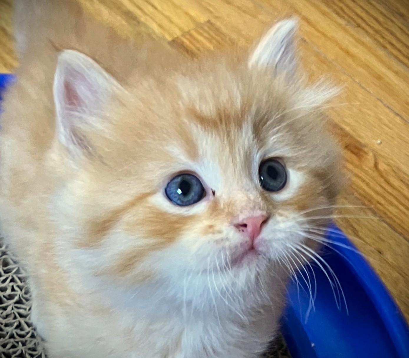 THOMAS-pending, ADOPTABLE, Kitten Male Domestic Long Hair.